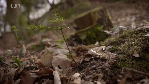 Kořeny lesa - Epizoda 5/40