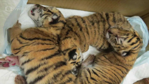 Příběhy zvířecích miminek - Epizoda 1/6