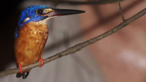 60 zvířecích zabijáků - Epizoda 10/20