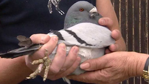 Dobrá rada nad zlato - 30. června 2007