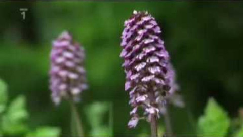 Živé srdce Evropy - Vstavač nachový