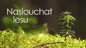 Obrázek pořadu Naslouchat lesu