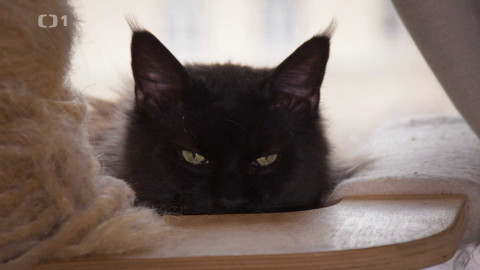 Kočka není pes - Ničivý Čert a asociální Oskar s Nerem