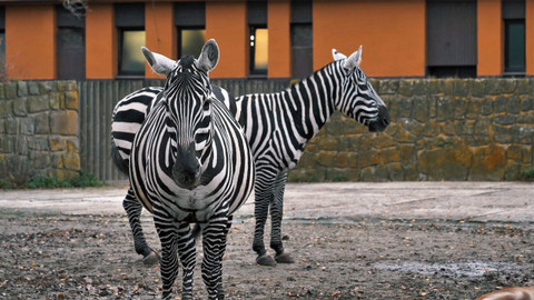 Nedej se! - Příběh zebry bez hřívy