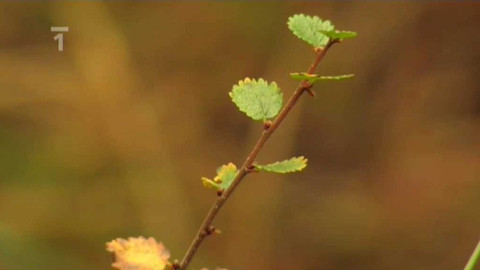 Živé srdce Evropy - Bříza trpasličí