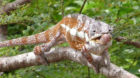 Objektiv - 13. června 2021