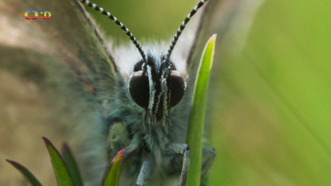 V divočině, tam to žije - Epizoda 20/40