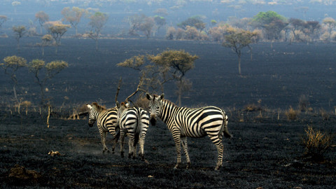 Serengeti - 6/6 Serengeti