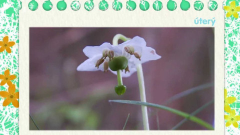 Novinky z přírody - Epizoda 52/53