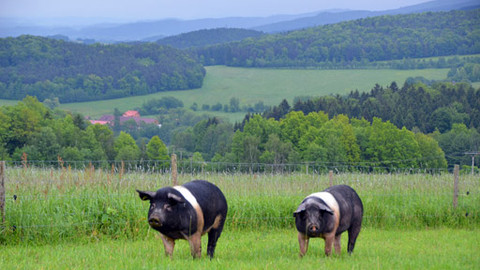 Malá farma - Pastvina prasátek