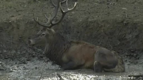 Tisíc let české myslivosti - 23. května 2008