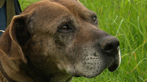 Chcete mě? - Chcete je?