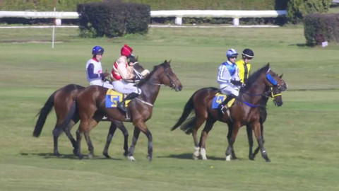 Dostihy - Velká slušovická steeplechase