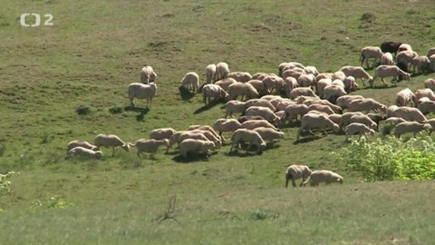 Náš venkov - Velké ovčí putování