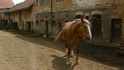 Chcete mě? - 25. června 2008