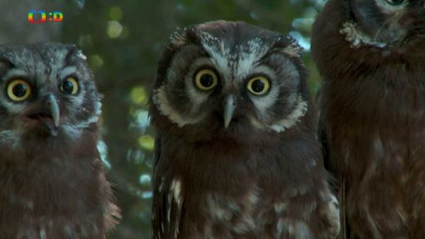 Novinky z přírody - Epizoda 14/53