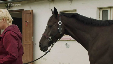 Velká pardubická - Před Velkou pardubickou