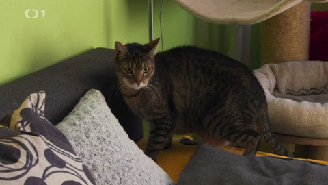 Kočka není pes - Záškodnické duo Sárínek s Mayou a nespolečenští Edward s Bellou