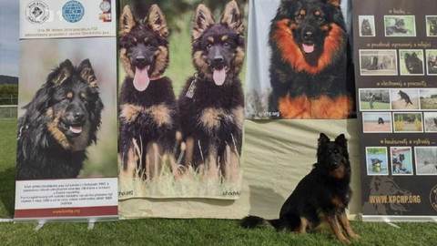 Co naše babičky uměly a na co my jsme zapomněli - Český pes