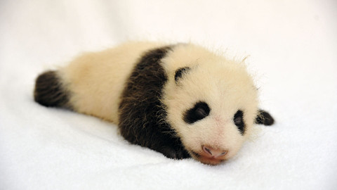 Příběhy zvířecích miminek - Epizoda 1/28