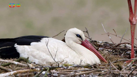 Frnk z hnízda - Epizoda 6/13