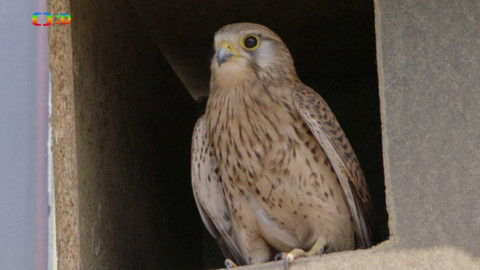 Ptačí rodinky - Poštolčí kuřátka