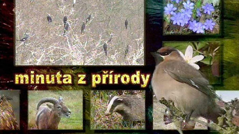 Minuta z přírody