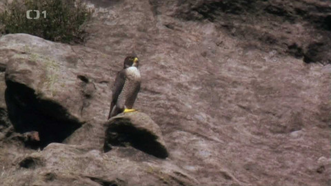 Živé srdce Evropy - Sokol stěhovavý