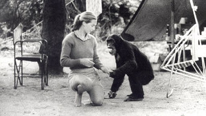 Obrázek pořadu Životní cesta Jane Goodallové
