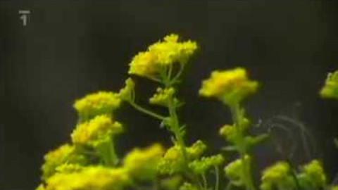 Živé srdce Evropy - Tařice skalní