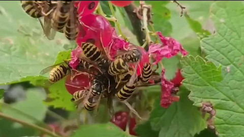 Týden v regionech (Ostrava) - 17. srpna 2024