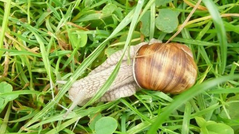 Malá farma - Škůdci (a zachránci)