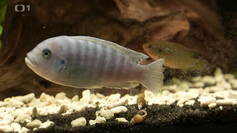 Polopatě - 13. října 2024