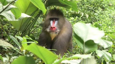 Darwinův úžasný svět zvířat - 7/13 Kabuki ve světě primátů