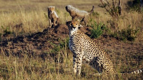 Královny savany - krásné a nezkrotné - 6/6 Vrah za dveřmi