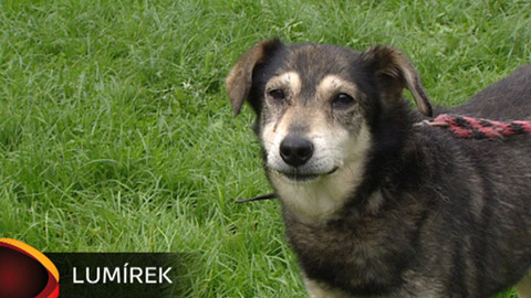 Chcete mě? - Chcete je?