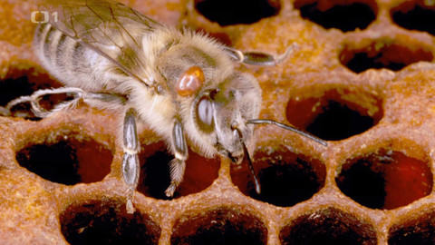 Polopatě - 29. září 2024