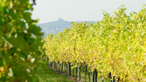 Milovníci vína - 4/12 U sousedů