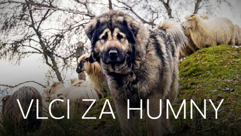 Vlci za humny