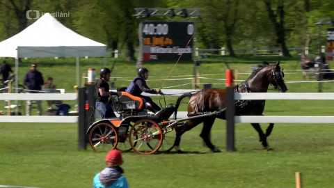 Jezdectví - CAIO Kladruby: Rudolfův pohár