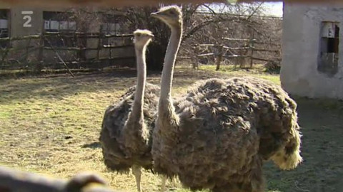 Nedej se! - Případ manželů Pavlínkových