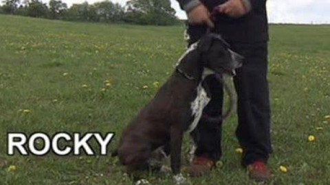 Chcete mě? - Chcete je?