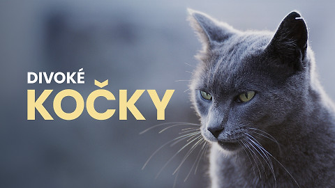 Divoké kočky