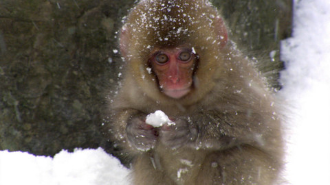 Safari z Knihy džunglí - Epizoda 2/26