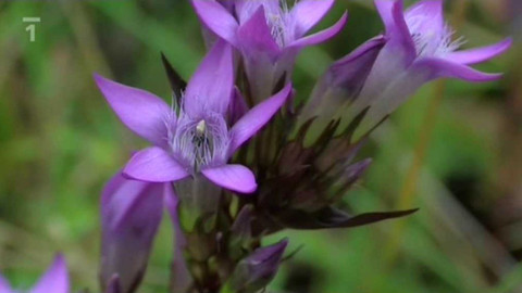 Živé srdce Evropy - Hořeček žlutavý