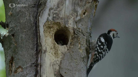 Minuty z přírody - Vzácní šplhavci