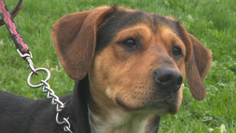 Chcete mě? - Chcete je?