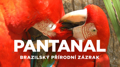 Pantanal - brazilský přírodní zázrak