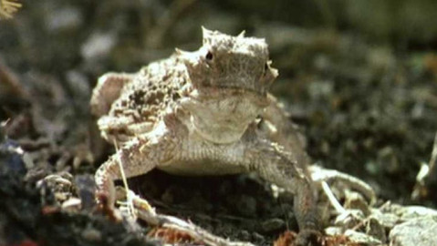 Život po dinosaurech - 5/12 Plazi