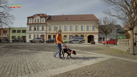 Zvířecí profesionálové - Pes, který provází nevidomé
